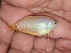 Gourami Fish