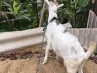 Farm Goat