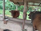 Cows - ගවයන්