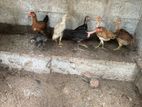 Farm Chickens
