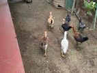 Country chicken