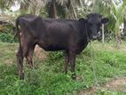 ගොවිපල නෑම්බියන්