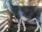 Farm Goat