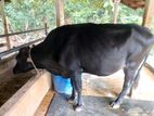 Farm Cow