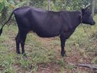 කිරි එලදෙනකු