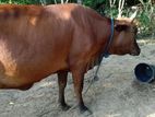 ගොවිපොල එළදෙන