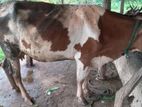 Cow ගවයන්