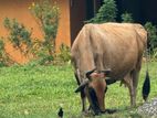 Farm Cow