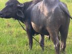 Farm Cow