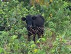 Farm Cow