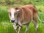Farm Cow