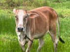 Gowipola Haraka
