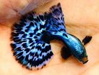 blue Elephant Ear Guppy