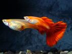 ගප්පි - Golden Head Guppy