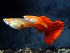 ගප්පි - Golden Head Guppy