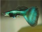 Green Moscow Guppy