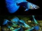 ගප්පි - Neon Blue Guppy