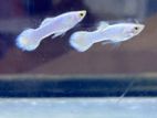 ගප්පි - Snow White Guppy