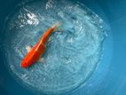 koi Fish