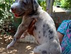 Grade Dane Puppies