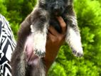 German Shepherd Puppies