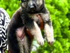 German Shepherd Puppy