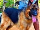 Graman Shepherd Long Cot Male Dog for Crossing