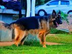 Graman Shepherd Long Cot Male Dog for Crossing