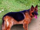 German Shepherd Male Dog for Crossing