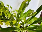 Orchid Plants