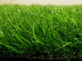 Grass Carpet