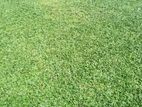 Grass Carpet