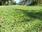 Grass Carpet Roll