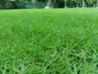 Grass Carpet Roll