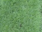 Grass Carpet Roll