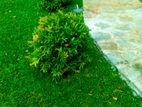 Grass Carpets Landscaping Service