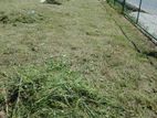 Grass Cutting Services