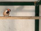 Grass Finch