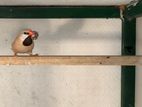 Grass Finch