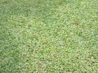 Malaysian Grass
