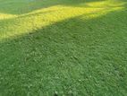Grass Carpet