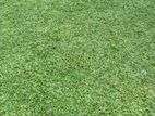 Grass