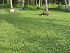 Grass