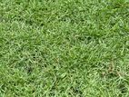 Grass