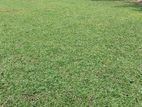 grass