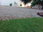 Grass Roll Carpet