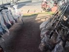 Grasscutters