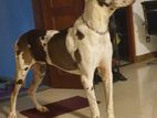 Grate Dane Dog For Crossing