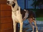 Grate Dane Male Dog For Crossing
