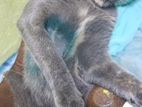 Gray Mumbai Cat